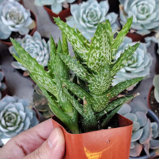 Aloe juvenna 'Tiger Tooth Aloe'