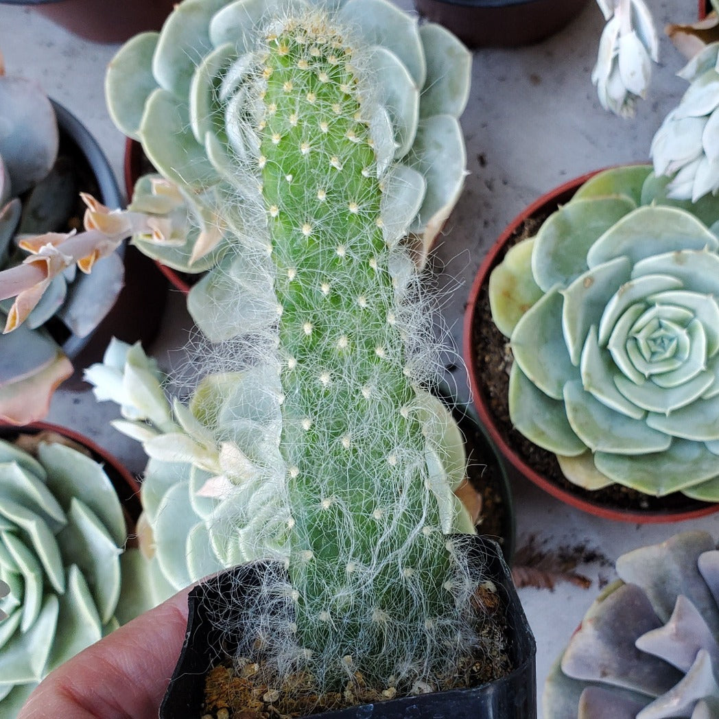 fuzzy prickly pear cactus Opuntia polyacantha 'Snow Fuzzy'