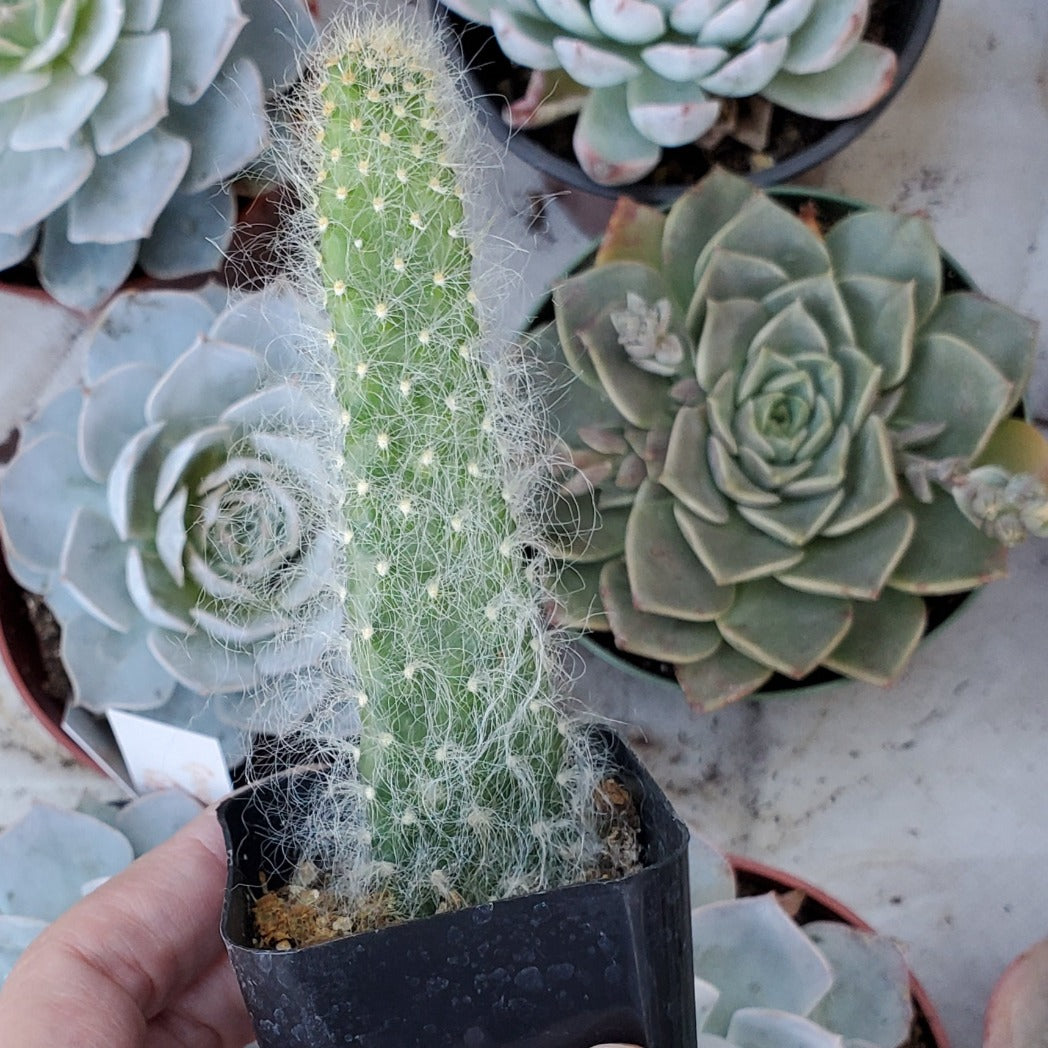 snowy prickly pear cactus Opuntia polyacantha 'Snow Fuzzy'