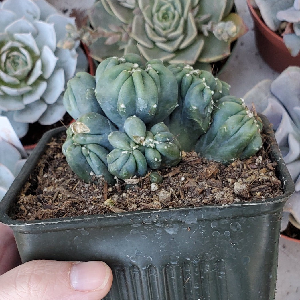 succulents box cereus ming thing cereus forbesii monstrose Cereus forbesii monstrose 'Ming Thing'
