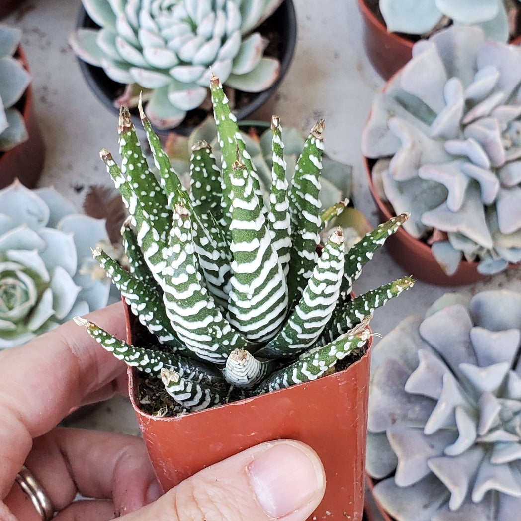 zebra plant succulent flower Haworthia fasciata 'Zebra Plant'