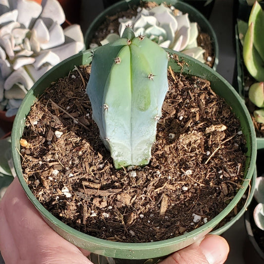 Myrtillocactus geometrizans 'Blue Candle Cactus'