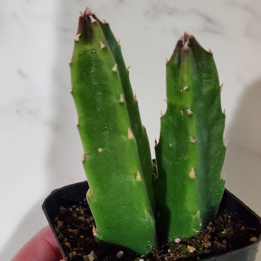 Stapelia hirsuta