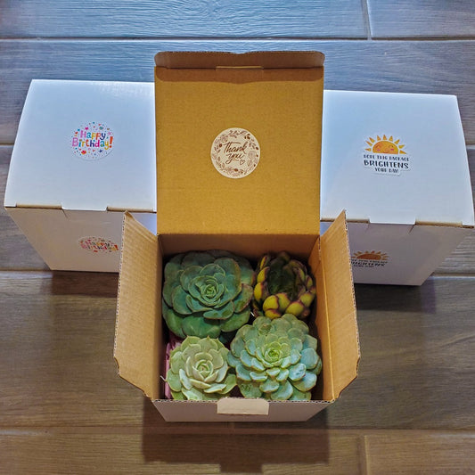 Succulent Gift Box