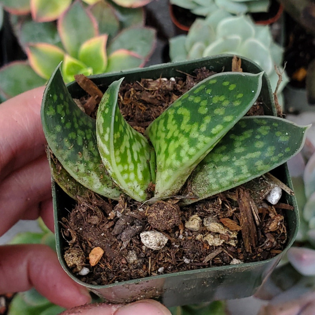 Gasteria bicolor var. liliputana