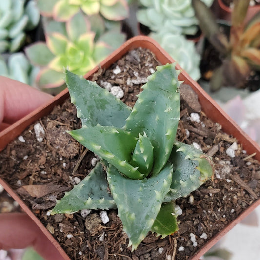 Aloe Hybrid