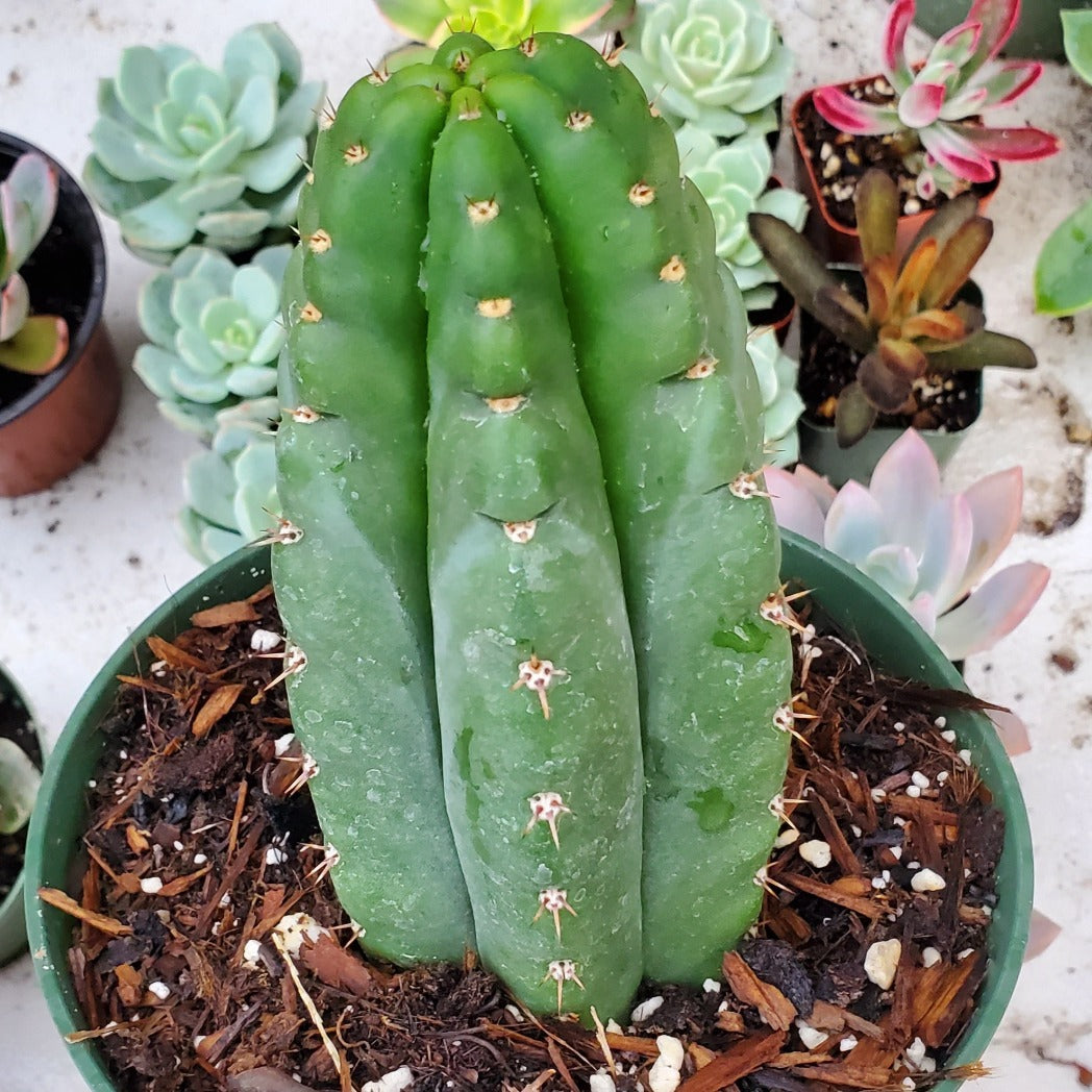 Trichocereus pachanoi 'San Pedro Cactus'