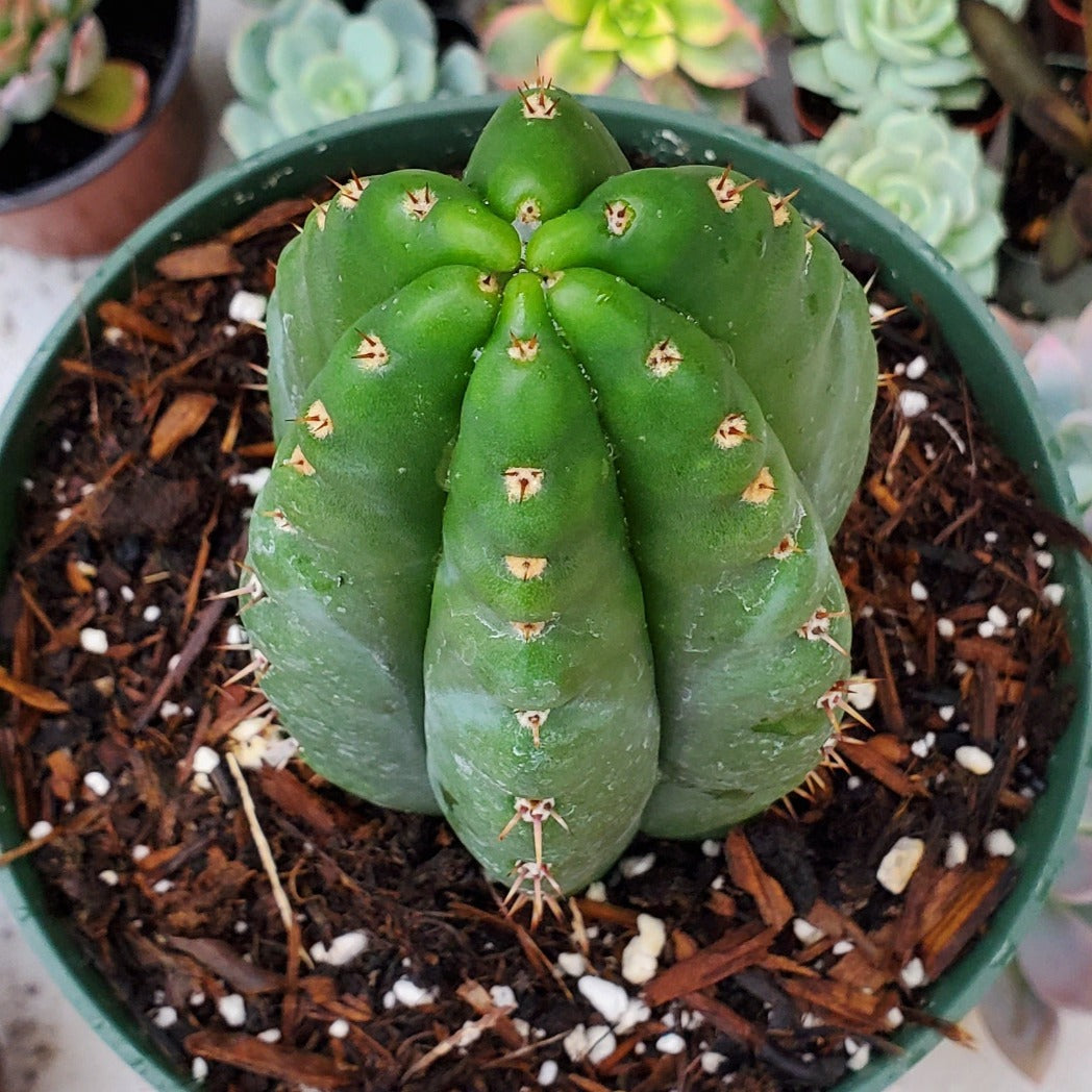 Trichocereus pachanoi 'San Pedro Cactus'