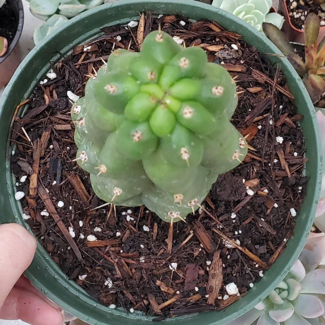 san pedro monstrose cactus Trichocereus pachanoi monstrose 'San Pedro Cactus'