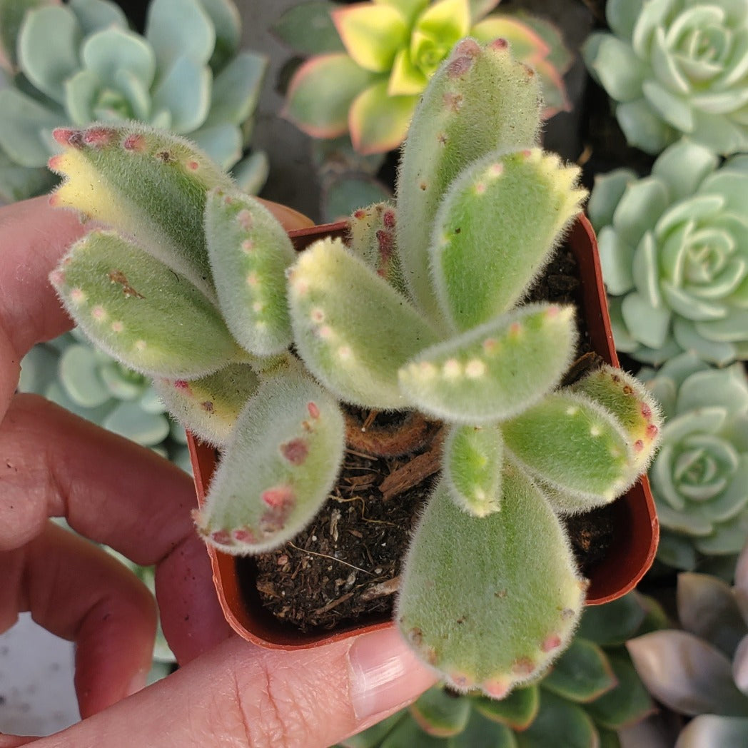 variegated bear paw succulent Cotyledon tomentosa 'Variegated Bear's Paw'