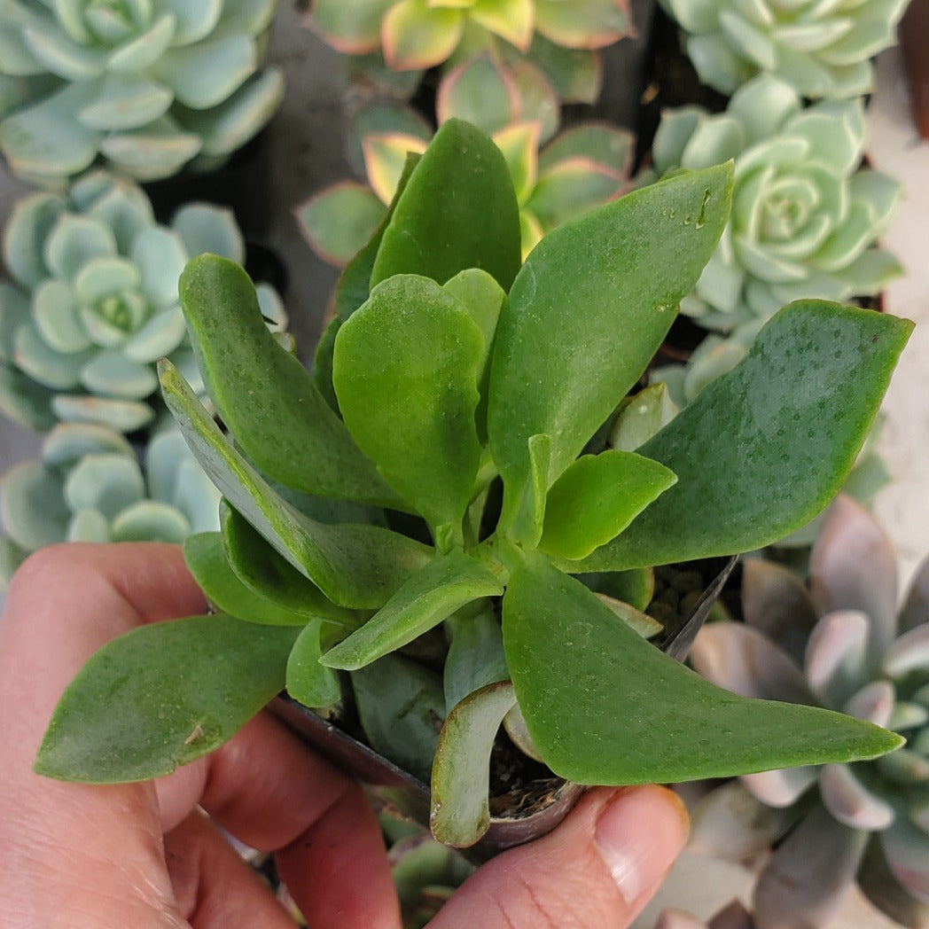 wavy jade succulent Crassula arborescens subsp undulatifolia 'Ripple Jade'