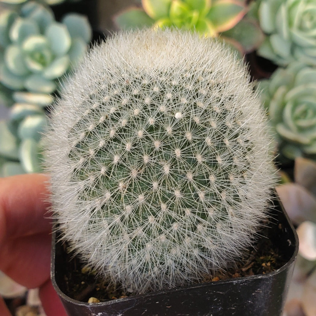 Rebutia muscula