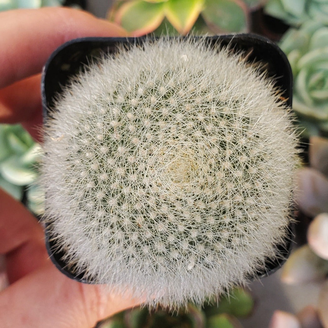 Rebutia muscula