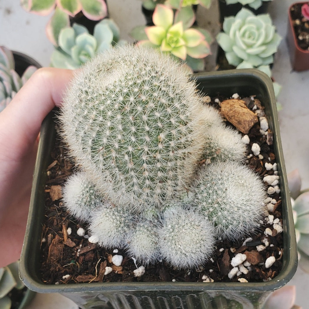 Rebutia muscula