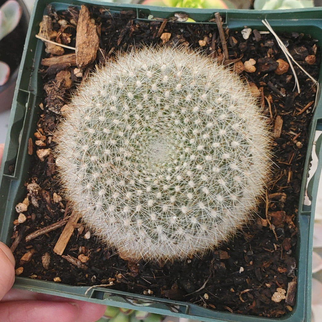 Rebutia muscula