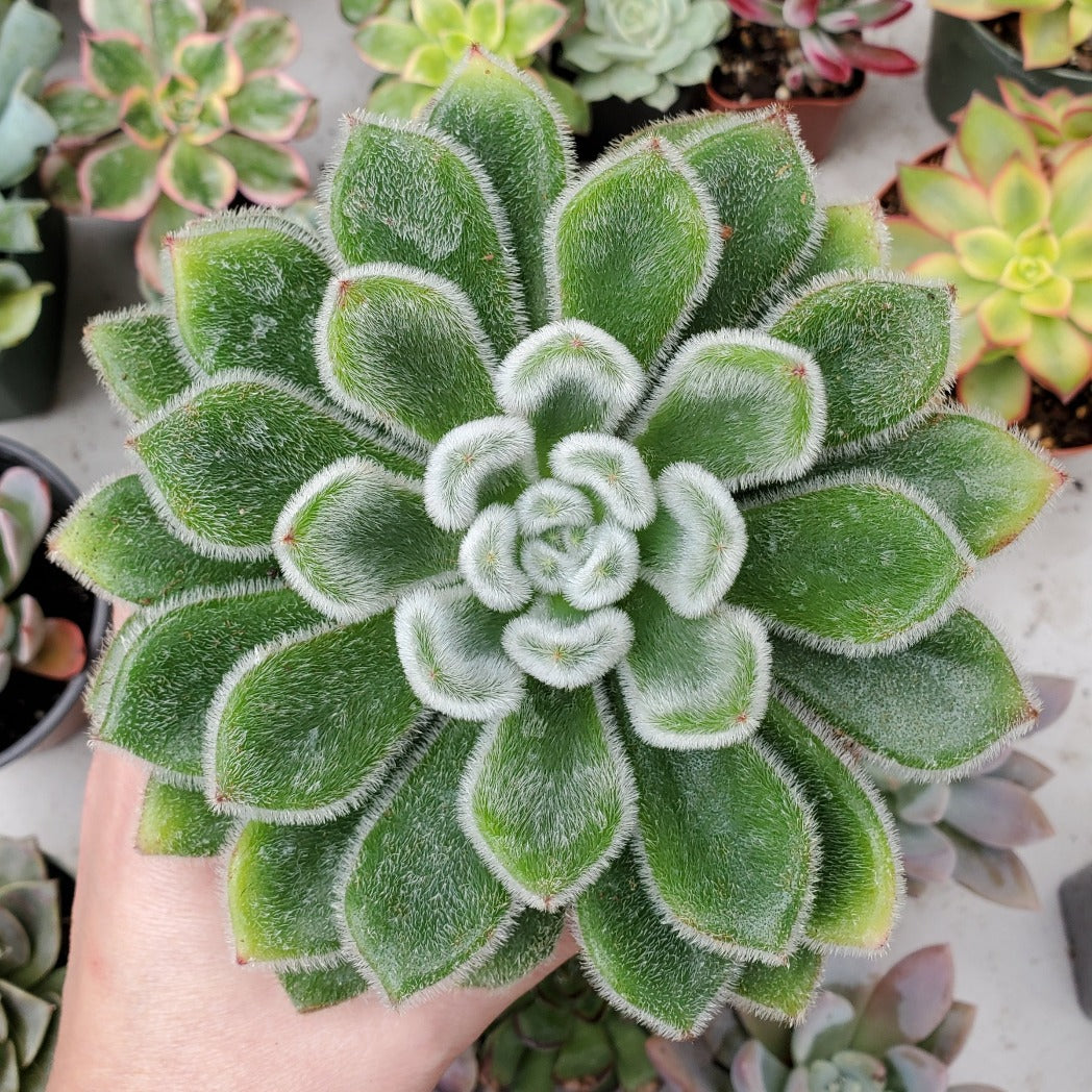 doris taylor succulent care Echeveria 'Doris Taylor'