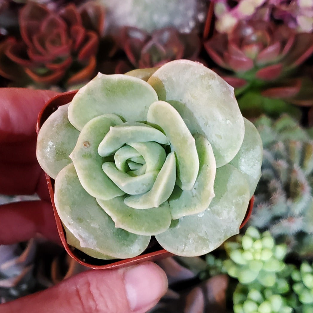 succulent lovely rose Graptoveria 'Lovely Rose'