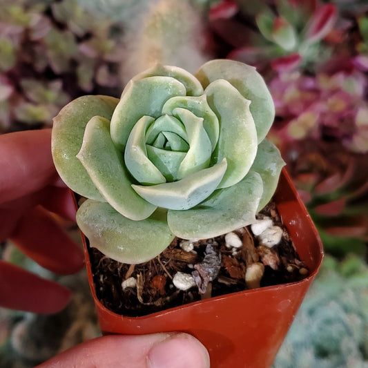 Graptoveria 'Lovely Rose'