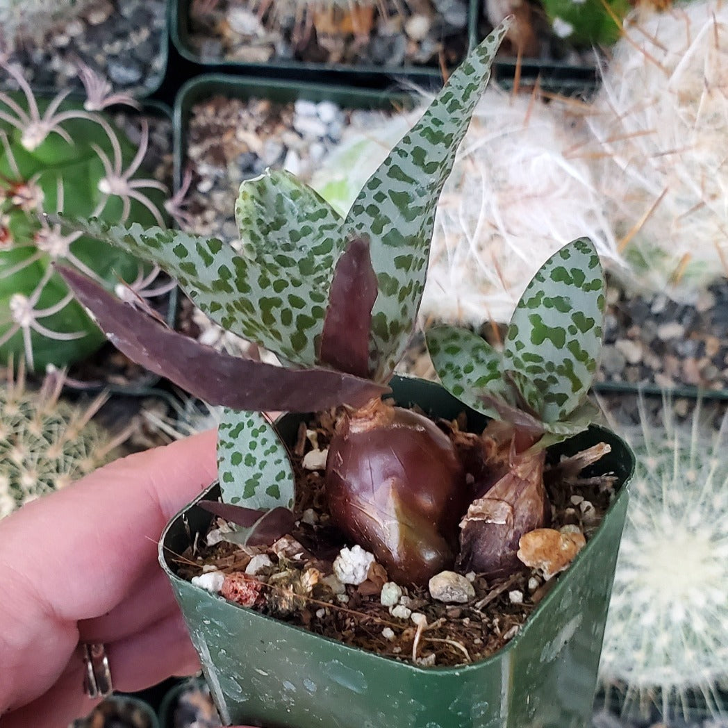 succulent with spotted leaves Ledebouria socialis 'Silver Squill'