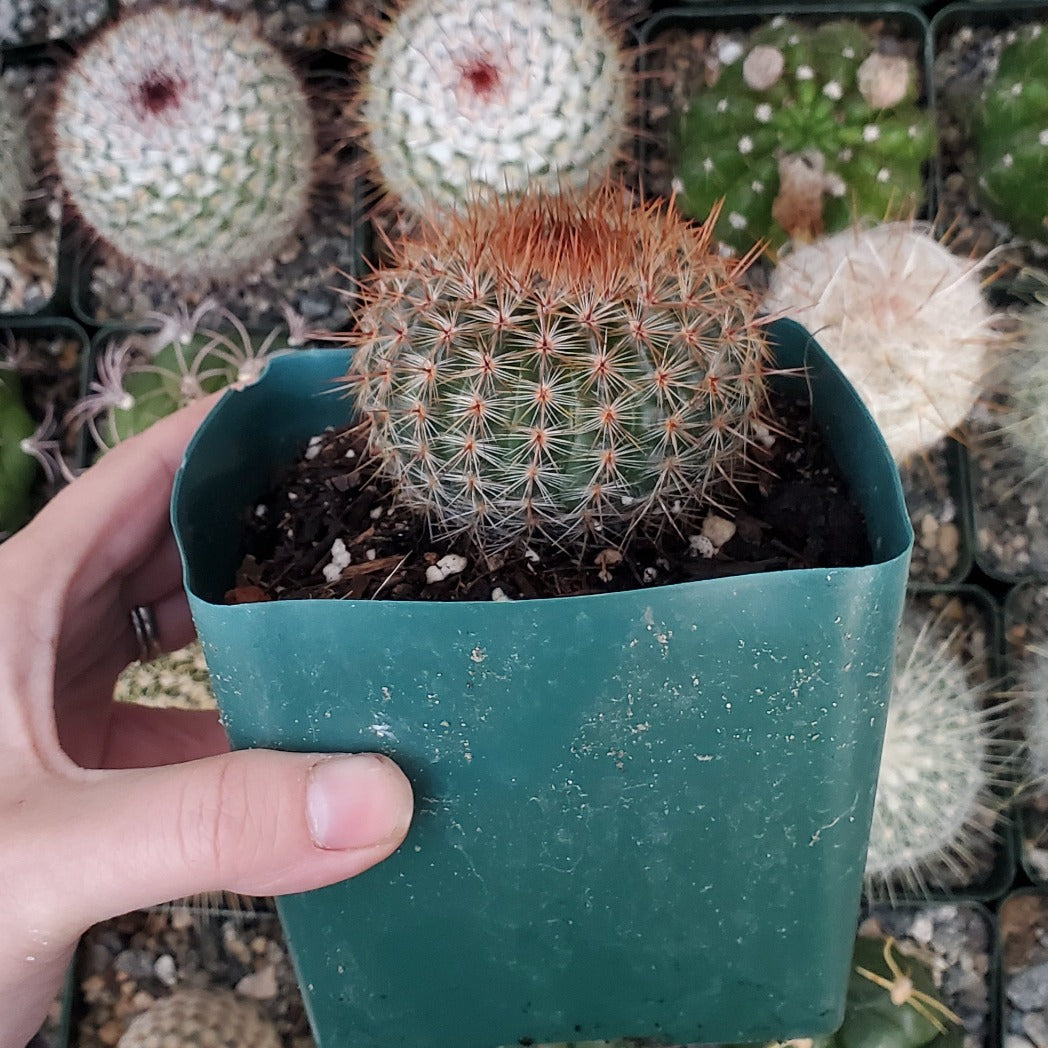 Mammillaria spinosissima 'Red-Headed Irishman'