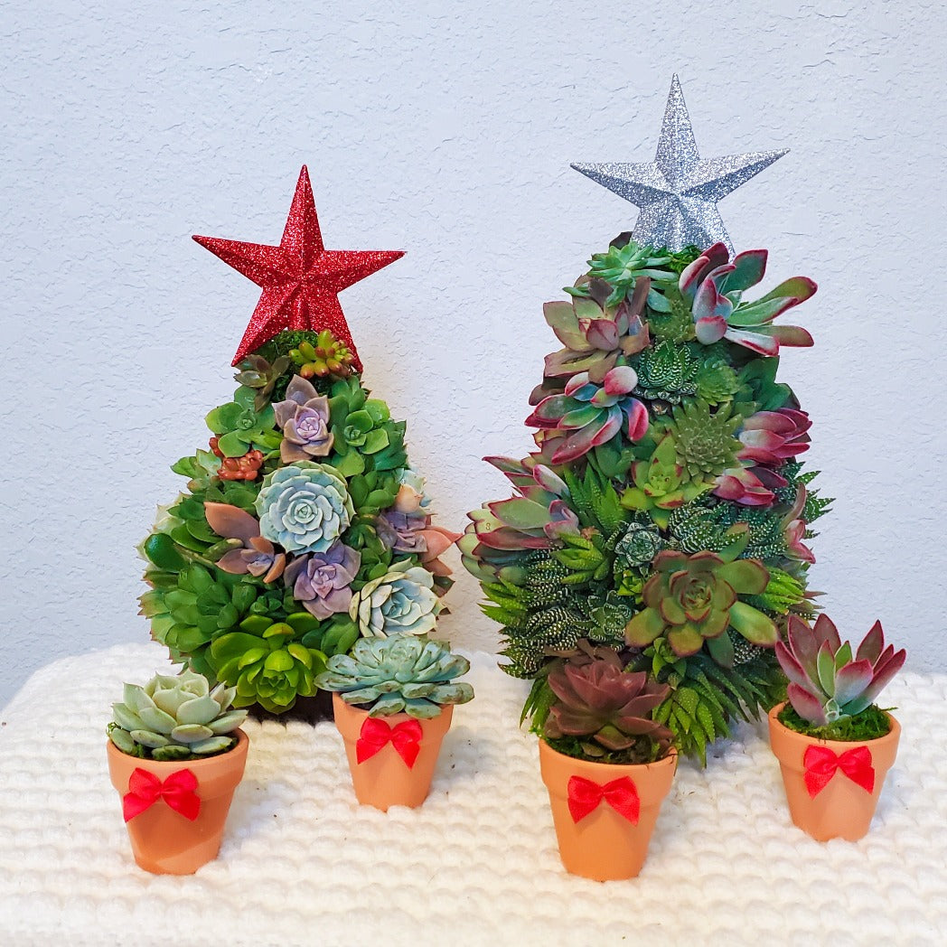 mini succulent christmas tree Holiday Succulent Gift Box