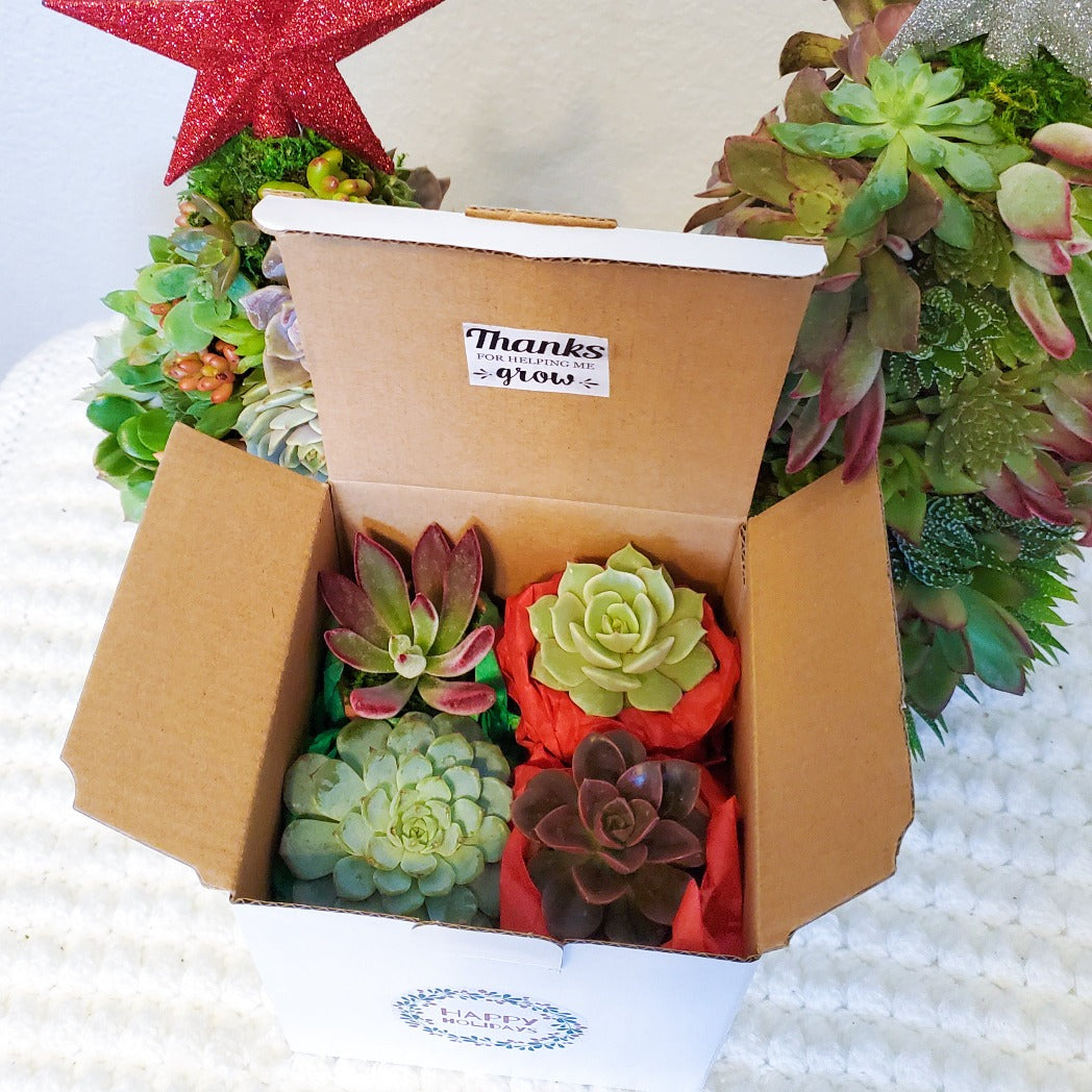 Teacher Christmas Succulent Gift Box