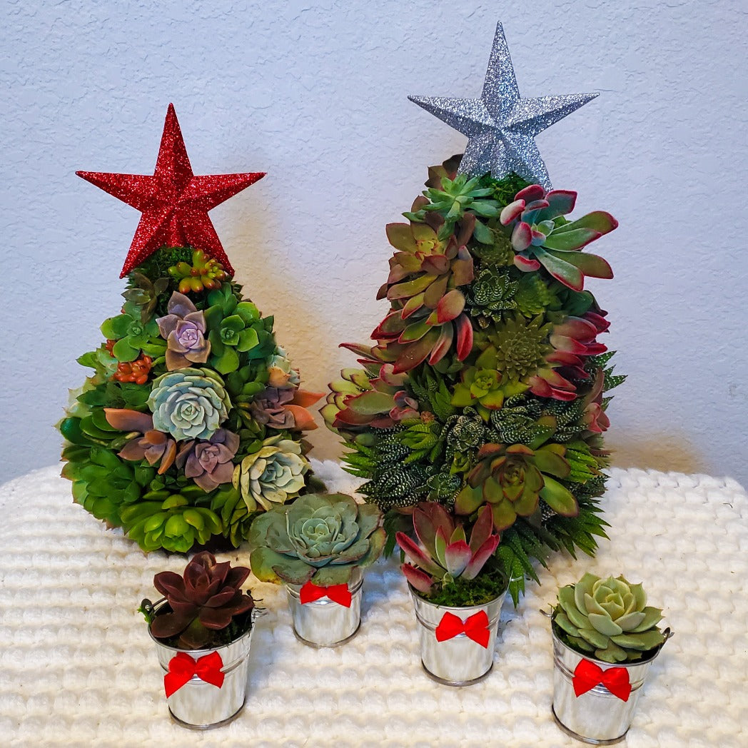 succulents for christmas Holiday Succulent Gift Box