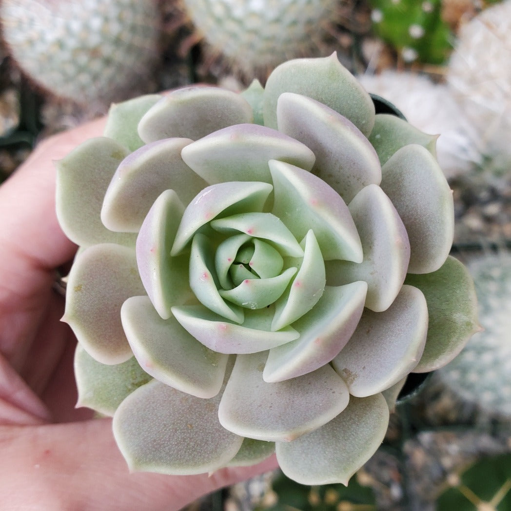 lola succulent plant Echeveria 'Lola'