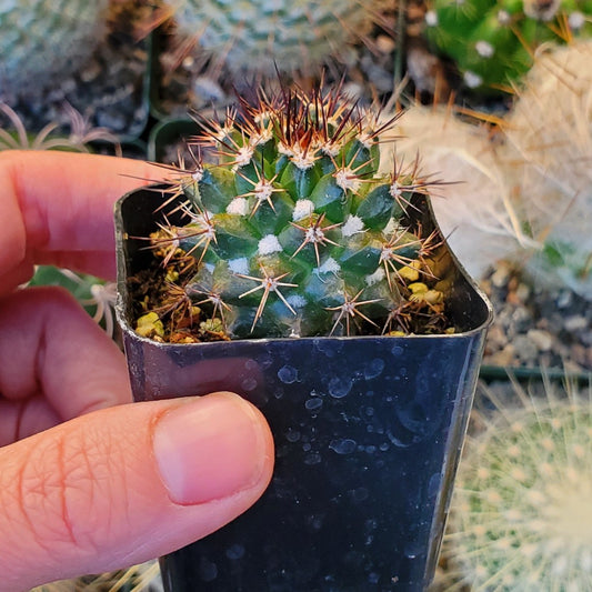 Mammillaria karwinskiana 'Royal Cross'