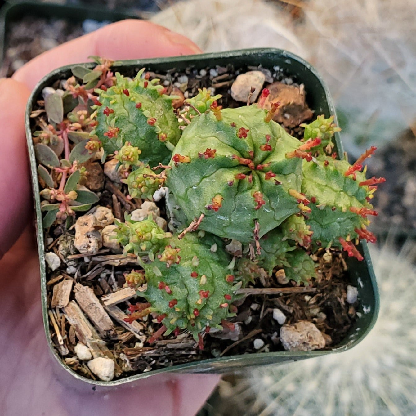 Euphorbia submammillaris