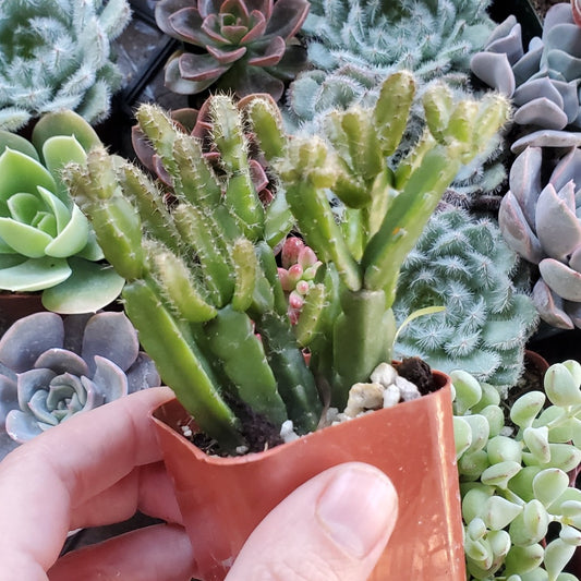 Rhipsalis ewaldiana
