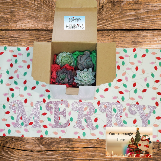 Holiday Succulent Gift Box