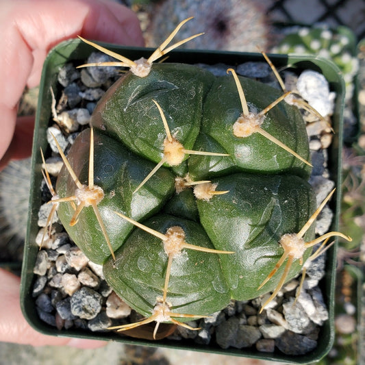 Gymnocalycium horstii 'Spider Cactus'