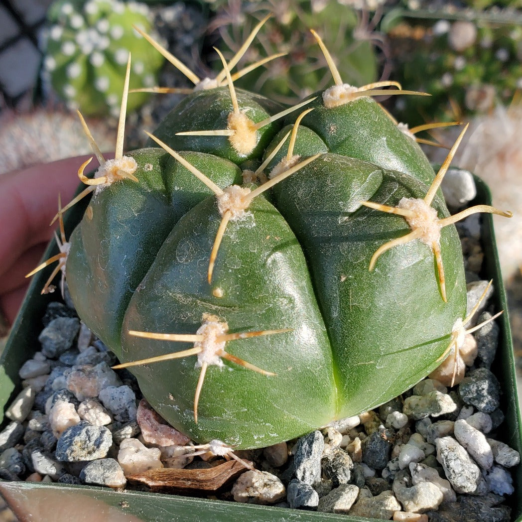 spider cactus plant Gymnocalycium horstii 'Spider Cactus'