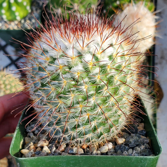 Mammillaria bombycina