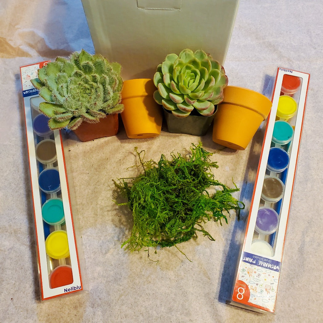 DIY Paint and Plant Succulent Kit