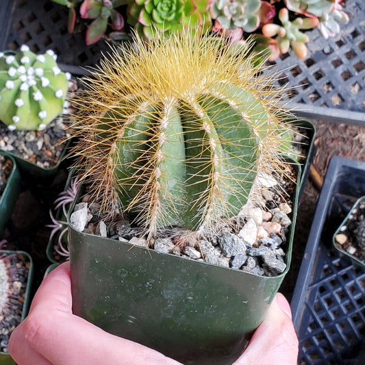 Parodia magnifica 'Balloon Cactus'