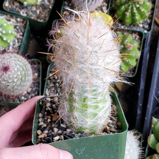 Oreocereus Trollii 'Old Man of the Andes'