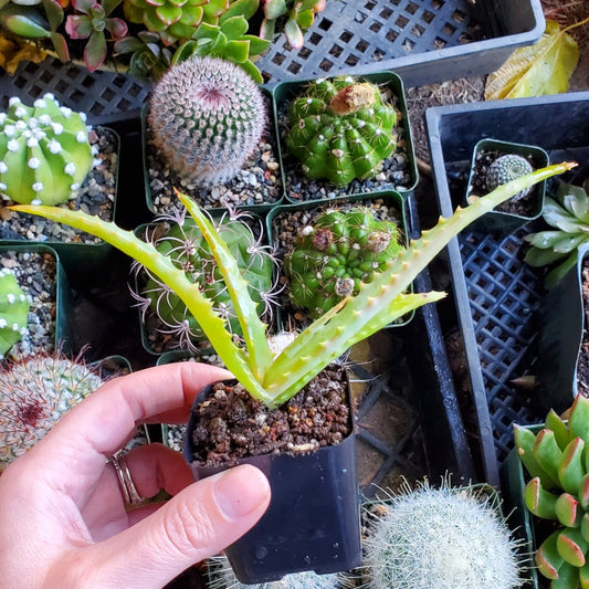 Aloe arborescens 'Candelabra Aloe'