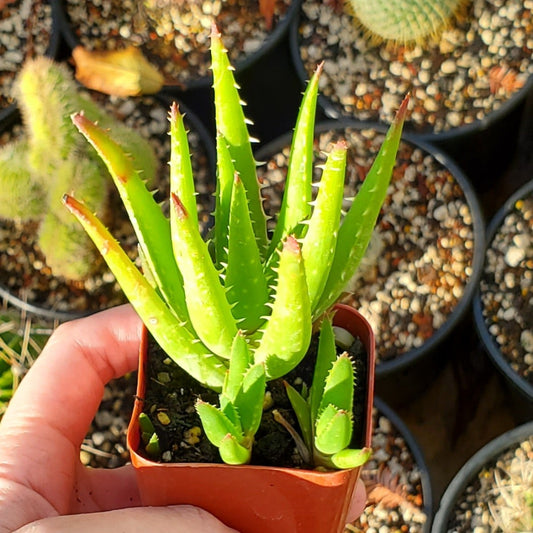 Aloe chinensis