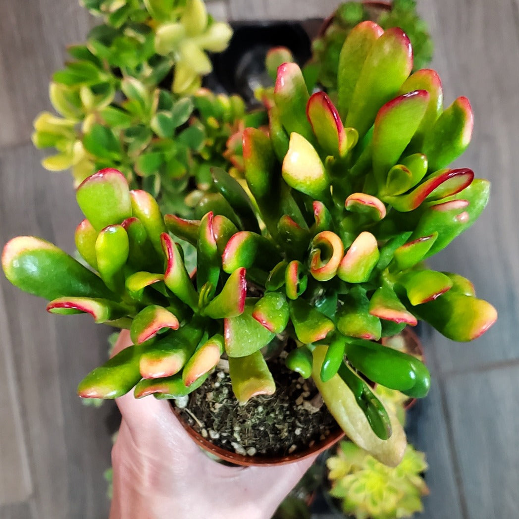 jade plant et fingers Crassula ovata f. variegata 'ET's Fingers' or 'Finger Jade'
