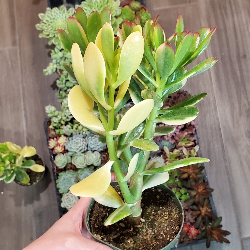 tricolor jade plant Crassula ovata 'Tricolor Jade'
