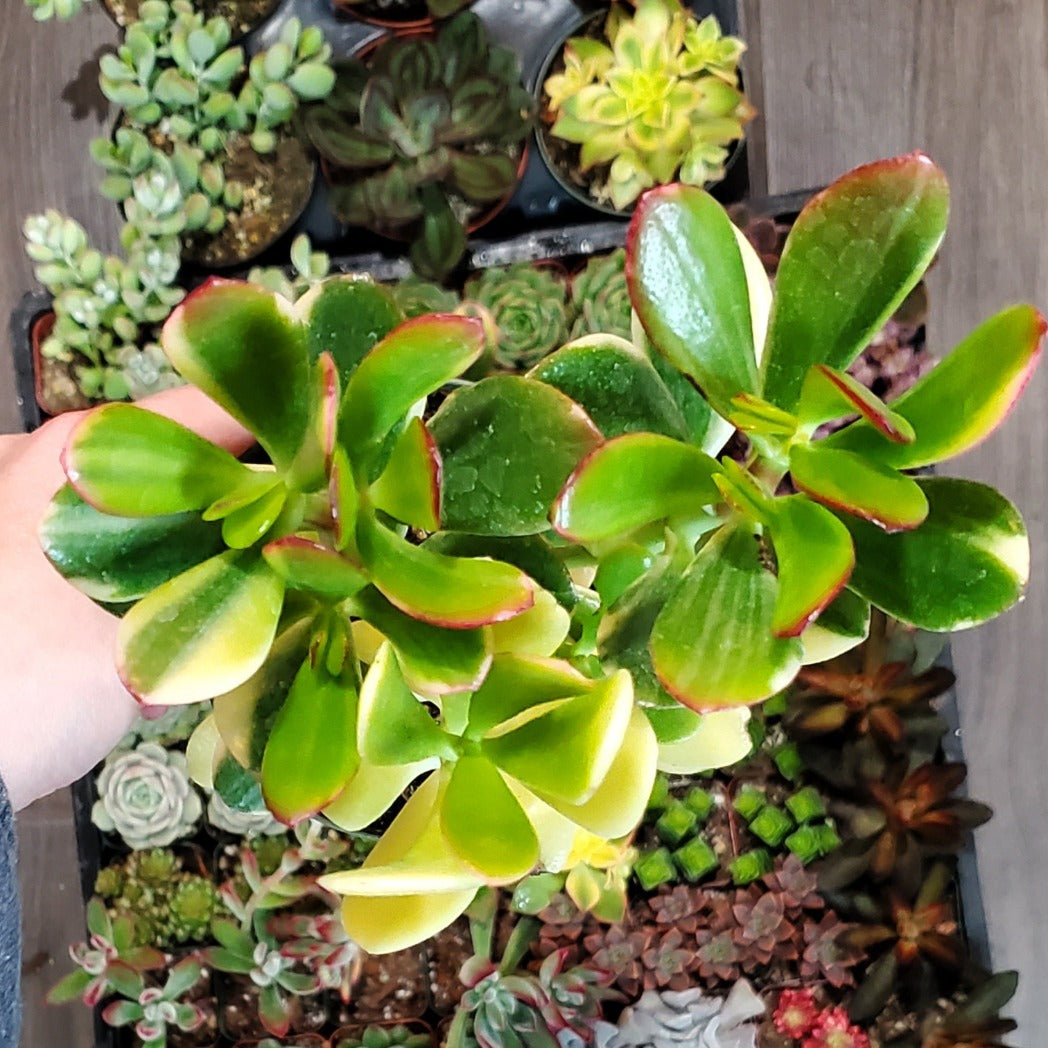 tricolor jade plant Crassula ovata 'Tricolor Jade'