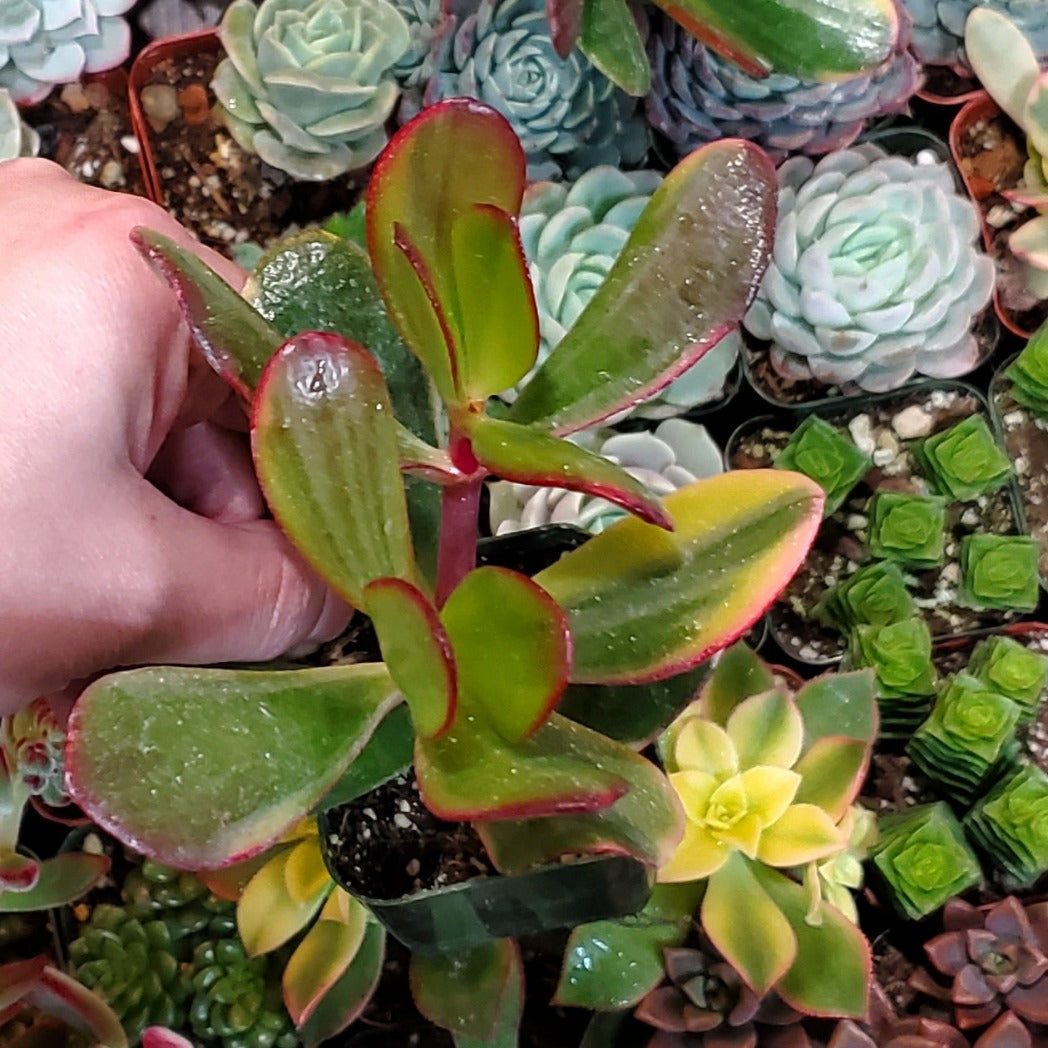 succulent tricolor Crassula ovata 'Tricolor Jade'