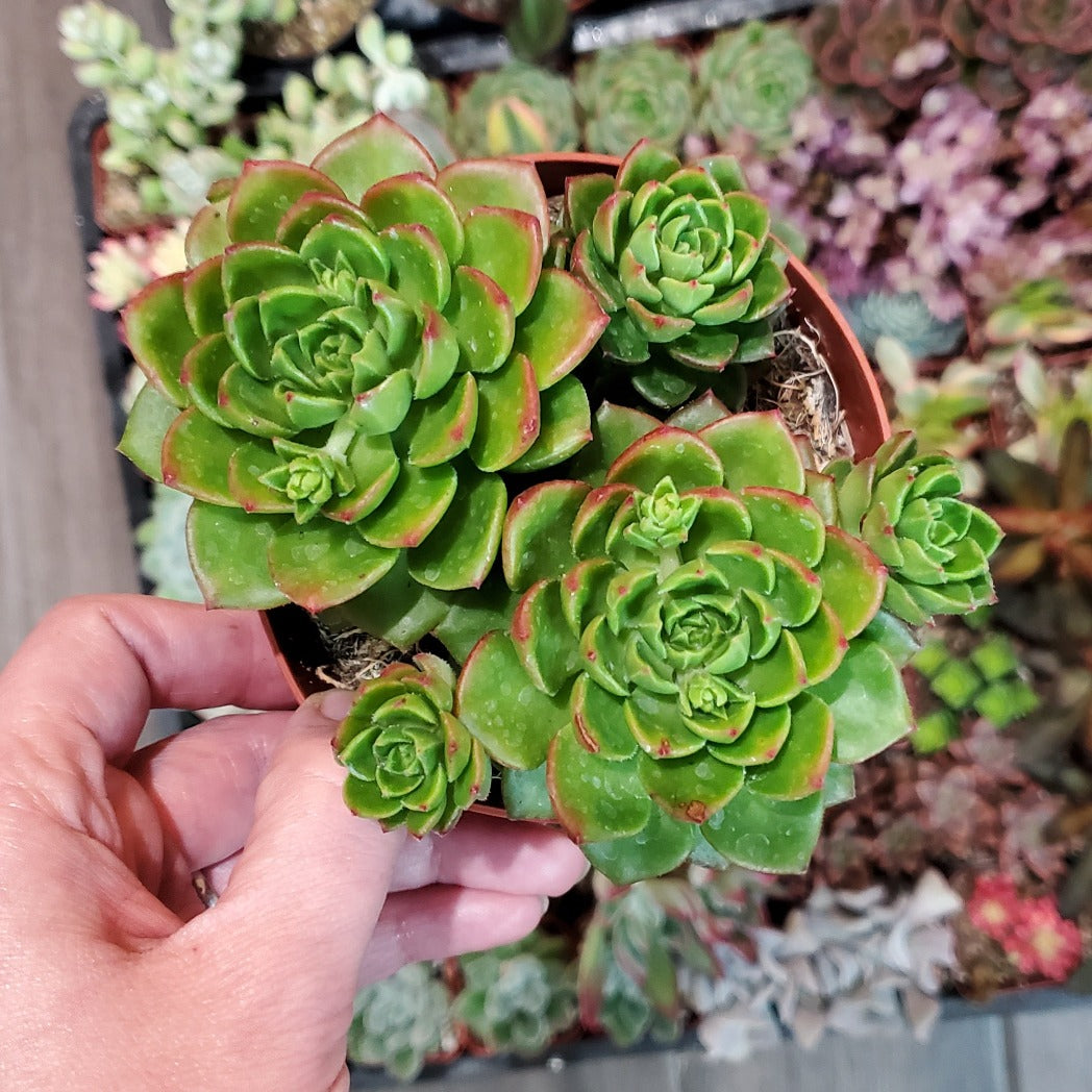 succulent letizia Sedeveria 'Letizia'