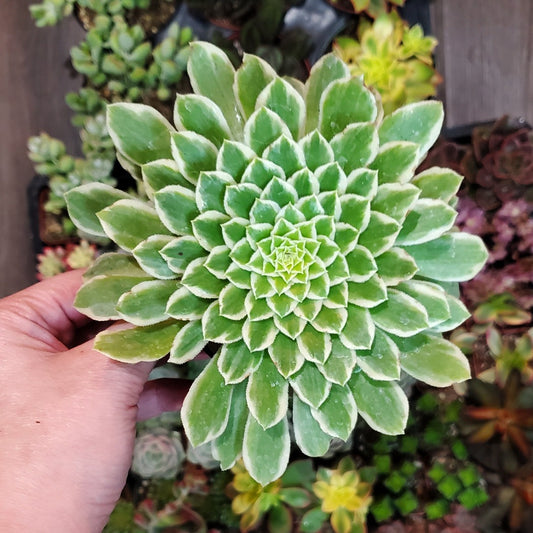 Aeonium 'Emerald Ice'