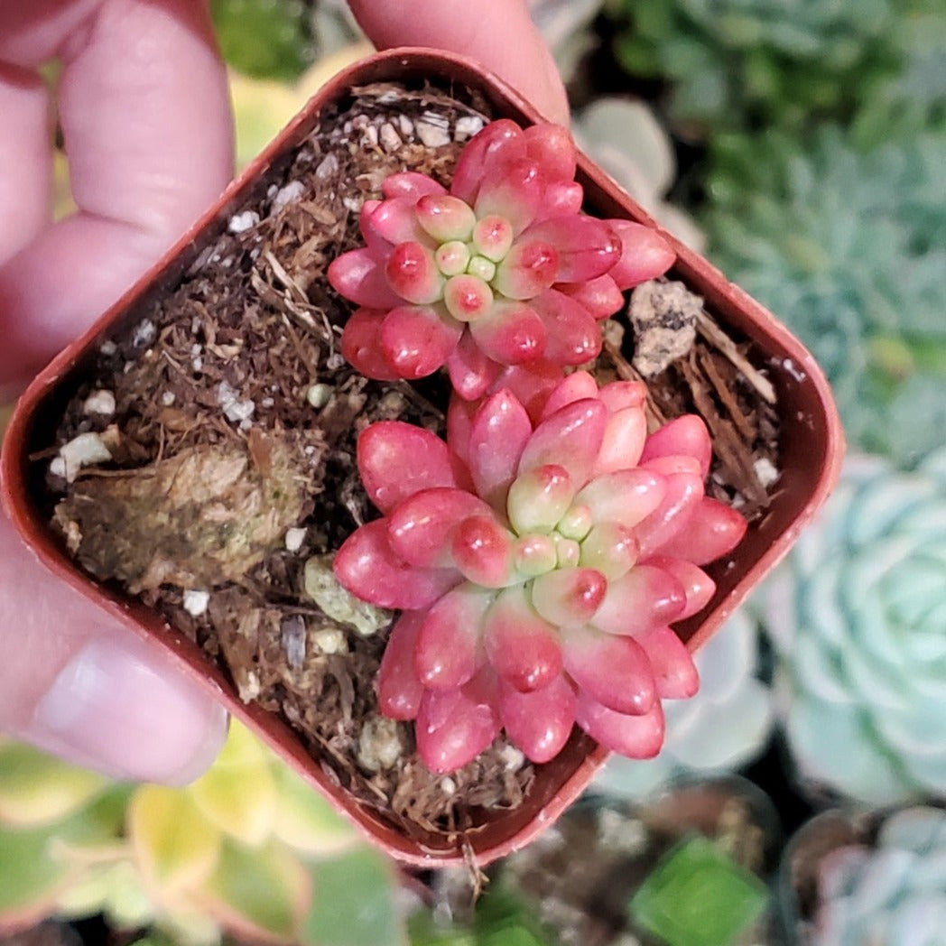 jelly bean succulent flowers Sedum rubrotinctum 'Aurora' or 'Pink Jelly Bean'