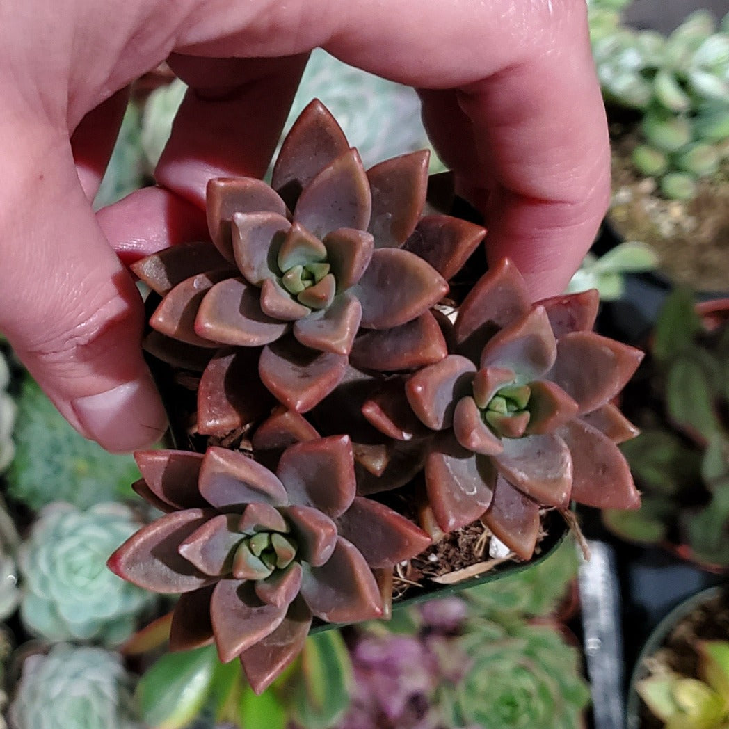 vera higgins succulent care Graptosedum 'Vera Higgins'