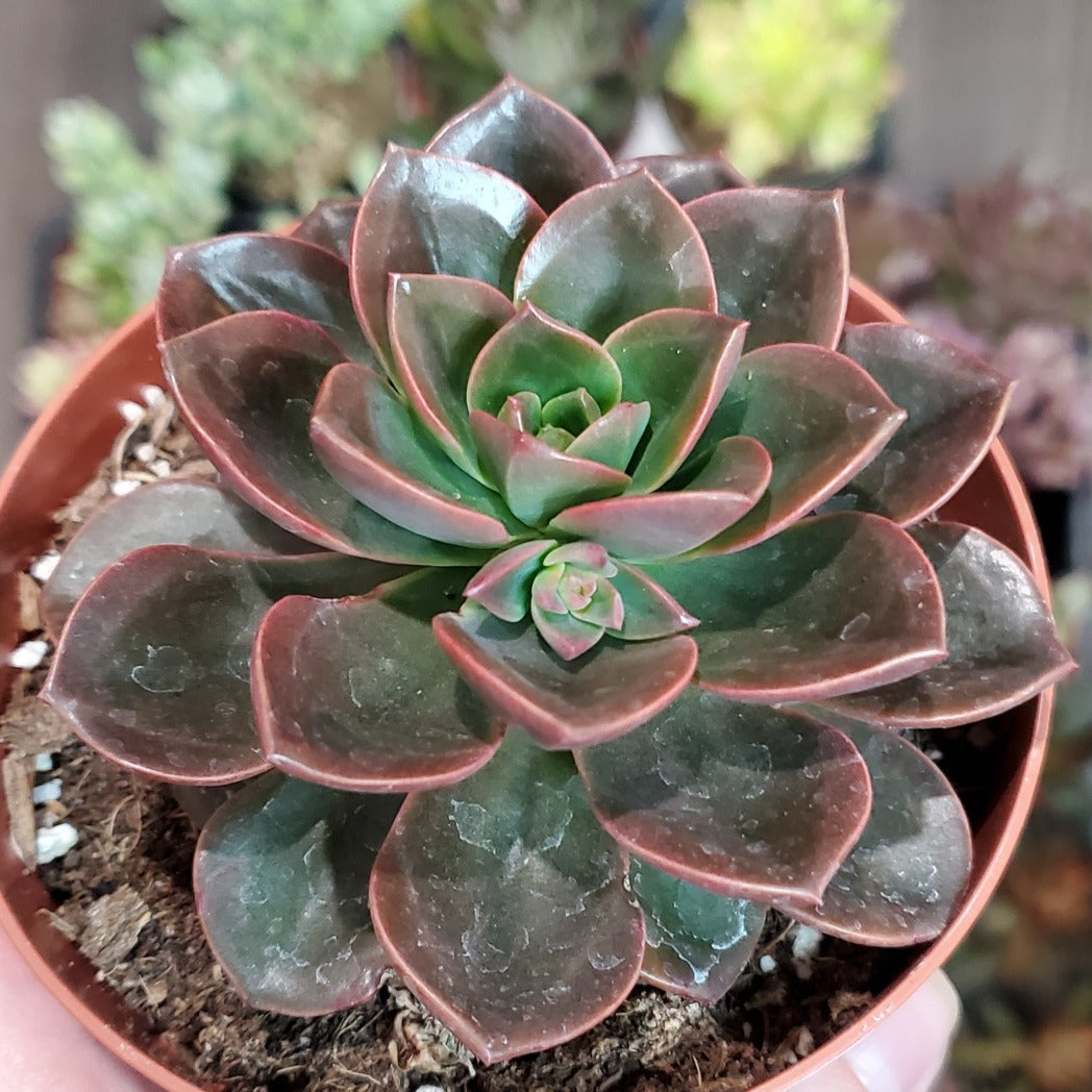 succulent melaco Echeveria 'Melaco'