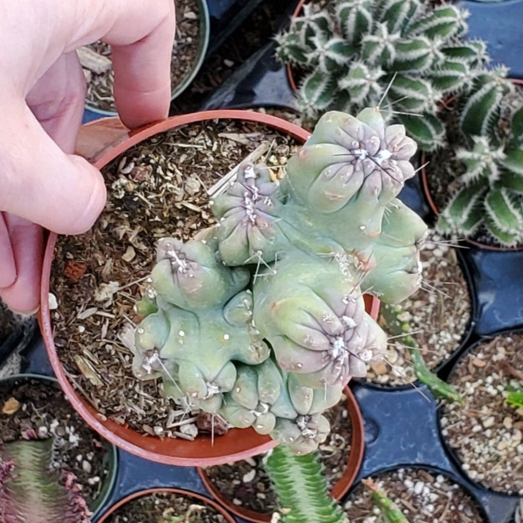 cereus succulent Cereus forbesii monstrose 'Ming Thing'